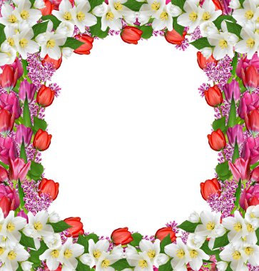 çiçek Lale ve leylak. Yasemin