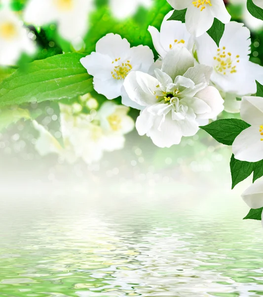 Voorjaar landschap met delicate jasmijn bloemen — Stockfoto