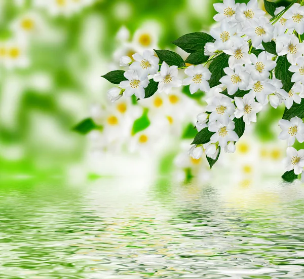 Voorjaar landschap met delicate jasmijn bloemen — Stockfoto