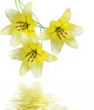 Beyaz arkaplanda izole edilmiş zambak çiçekleri