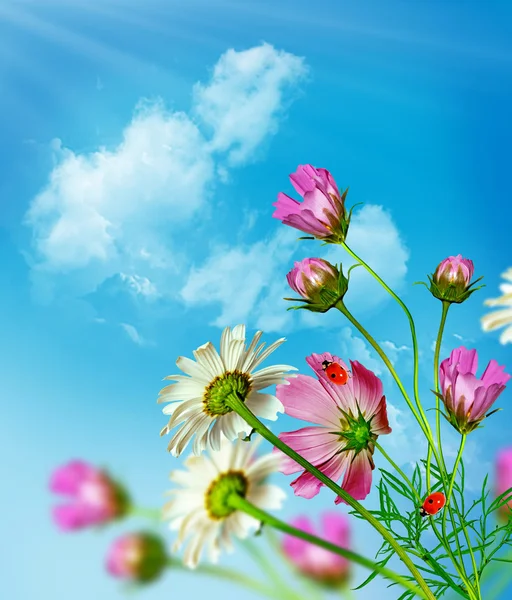 Kozmosz virágok a háttér a kék ég, a felhők — Stock Fotó
