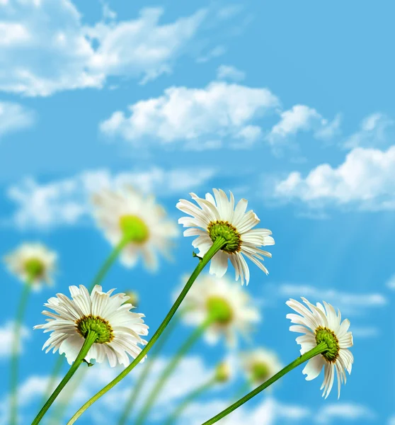 Madeliefjebloemen op blauwe hemelachtergrond — Stockfoto