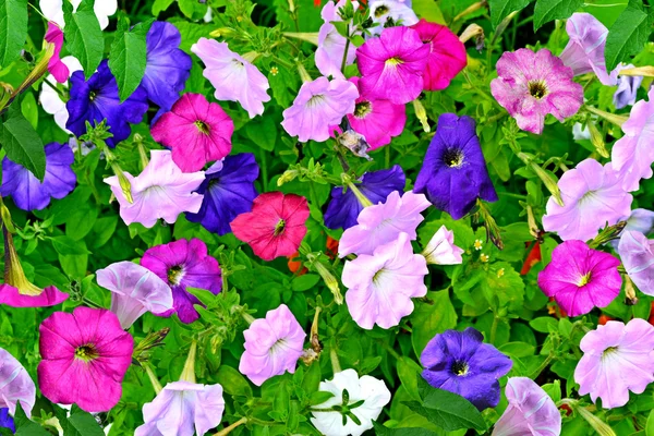Goedemorgen glorie bloemen — Stockfoto