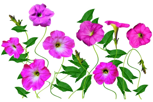Petunia bloemen geïsoleerd op witte achtergrond — Stockfoto