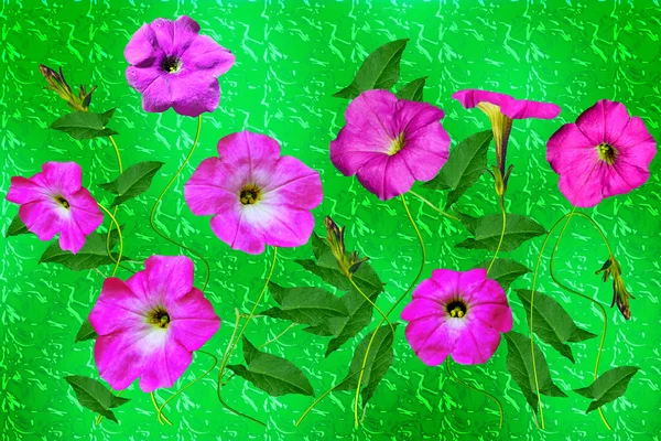 Petunienblüten. Floraler Hintergrund — Stockfoto