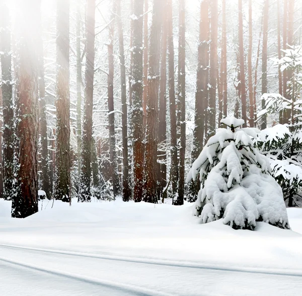 Foresta invernale. Paesaggio invernale — Foto Stock