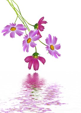 Beyaz arkaplanda izole edilmiş kozmos çiçekleri