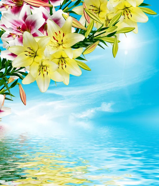 Lily flowers on a background of blue sky with clouds — Stock Photo, Image