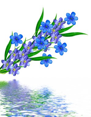 bahar beyaz zemin üzerine izole kardelen çiçek