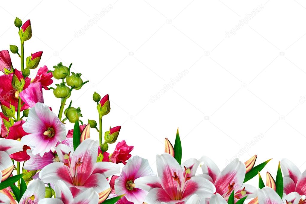 mallow flowers isolated on white background.  lily