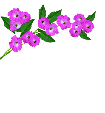 Petunya çiçekleri beyaz arkaplanda izole edilmiş