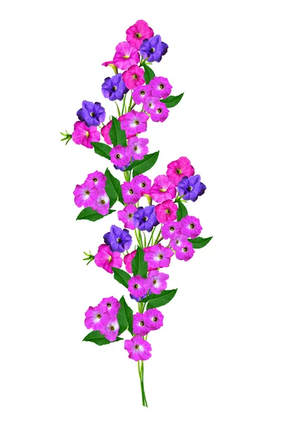 Petunia flowers isolated on white background — Stock Photo, Image
