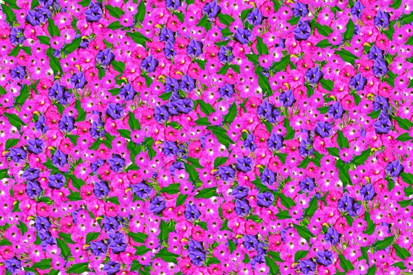 Blommig bakgrund — Stockfoto