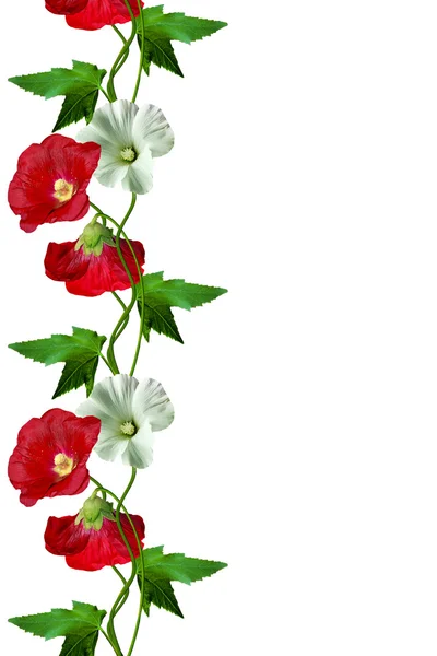 Mallow květy s listy izolované na bílém pozadí — Stock fotografie