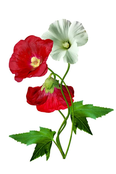 Mallow kwiaty z liści na białym tle na białym tle — Zdjęcie stockowe