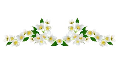 Yasemin çiçekleri beyaz zemin üzerine izole Şubesi재 스민 꽃 흰색 배경에 고립의 지점