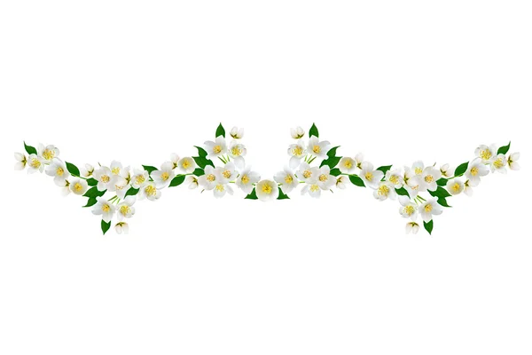 Branch of jasmine flowers isolated on white background — Stock Photo, Image