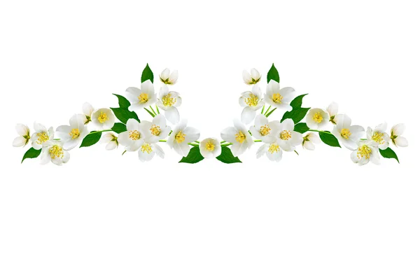 Zweig der Jasminblüten isoliert auf weißem Hintergrund — Stockfoto