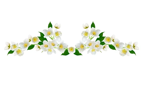 Branch of jasmine flowers isolated on white background — Stock Photo, Image