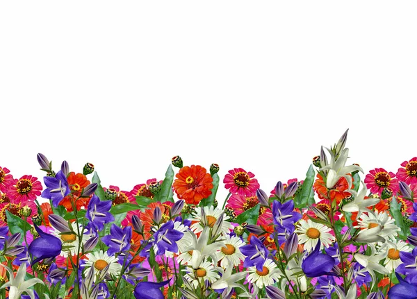Zinnia fleurs, camomille ; bleuets ; campanules — Photo
