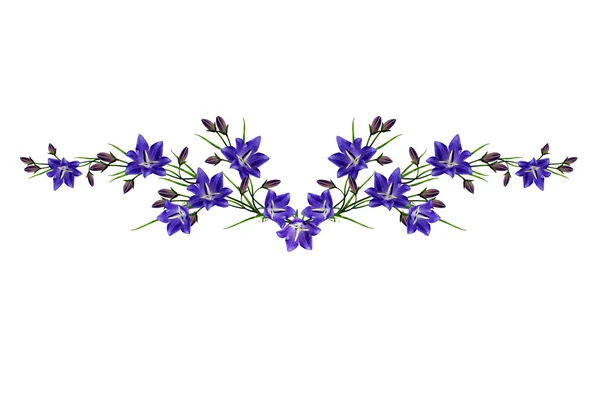 Flor azul campanula isolado no fundo branco — Fotografia de Stock