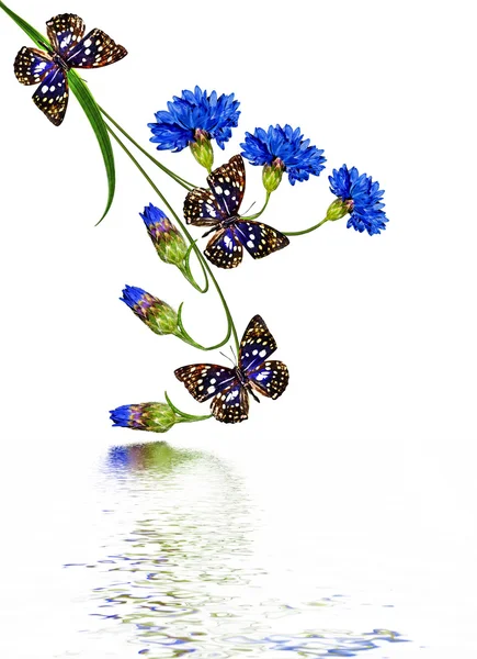 Cornflowers 흰색 배경에 고립 된 꽃 — 스톡 사진