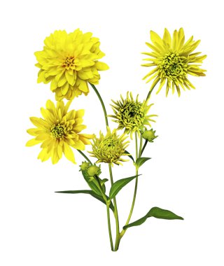 Yıldız çiçeği beyaz arkaplanda izole edilmiş