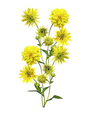 Yıldız çiçeği beyaz arkaplanda izole edilmiş