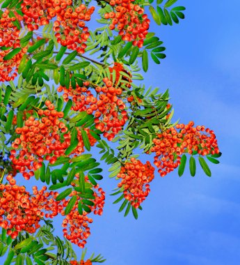 herfst gebladerte. Gouden herfst. 