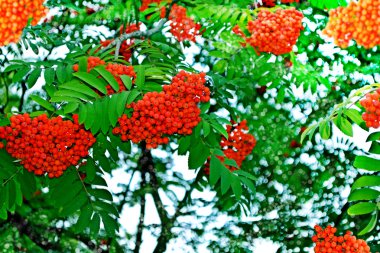 herfst gebladerte. Gouden herfst. 