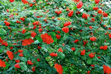 herfst gebladerte. Gouden herfst. 