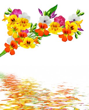 dal çiçek phlox beyaz bir arka plan üzerinde izole. Nasturtium