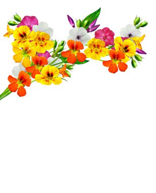 dal çiçek phlox beyaz bir arka plan üzerinde izole. Nasturtium