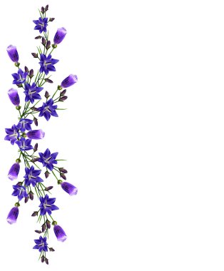 Beyaz arka plan üzerinde izole mavi çiçekler çan çiçeği