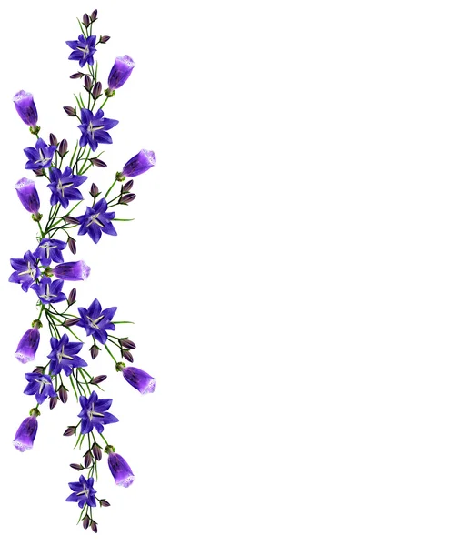 Голубые цветы campanula изолированы на белом фоне — стоковое фото
