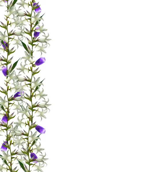 Голубые цветы campanula изолированы на белом фоне — стоковое фото
