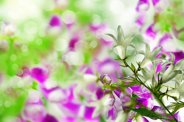 Letní krajina. květiny zvony — Stock fotografie