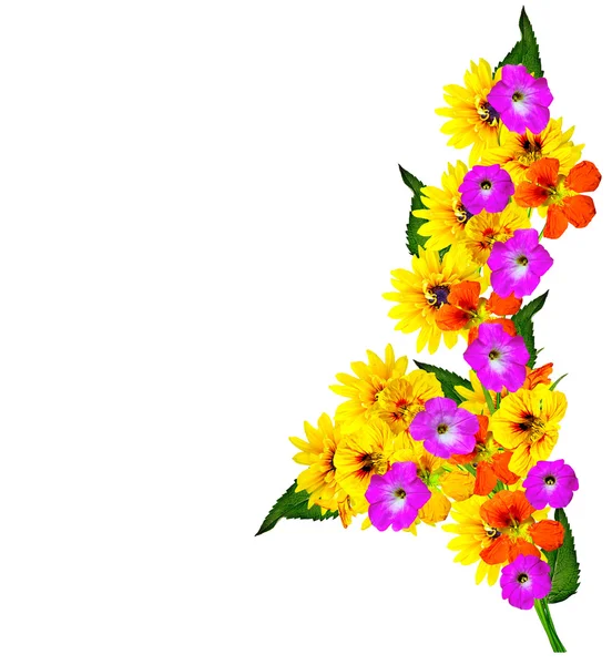 Flor de rudbeckia amarela em um fundo branco. nastúrcio — Fotografia de Stock
