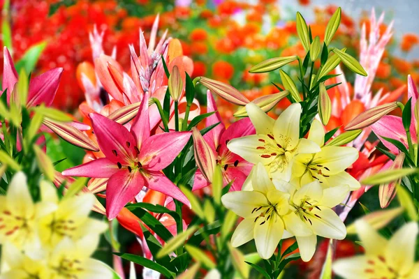 夏の風景。ユリの花 — ストック写真