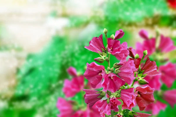 Mallow flowers — Stock Photo, Image