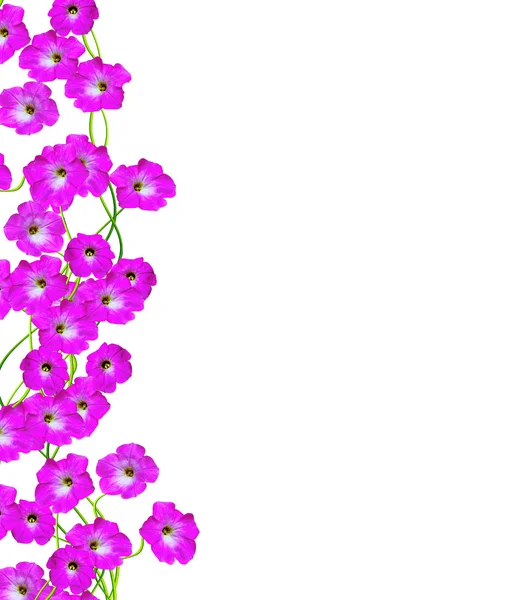 Petunia blommor isolerad på vit bakgrund — Stockfoto