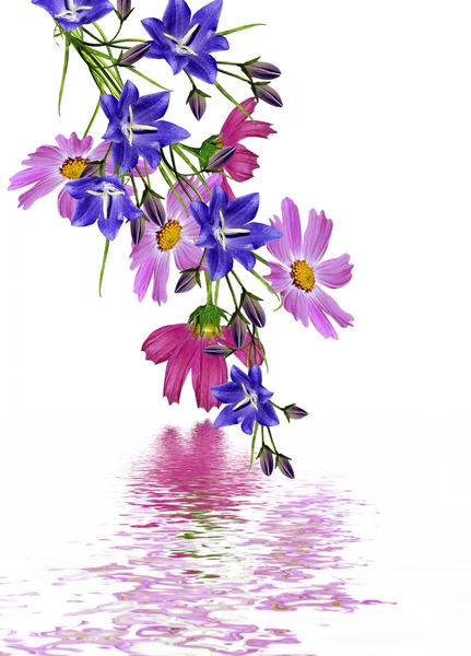 Kozmos çiçekleri beyaz arka plan üzerinde izole. el çan çiçeği