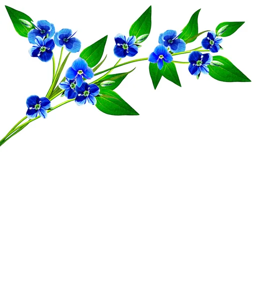 Forget-me-flower aislado sobre fondo blanco — Foto de Stock