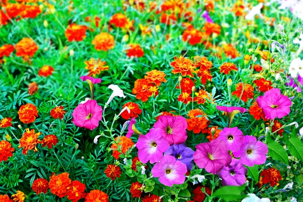 Sommerlandschaft. Blumen — Stockfoto