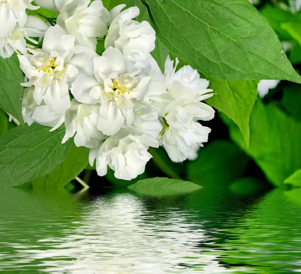 Wiosnę krajobraz z delikatnych kwiatów jaśminu — Zdjęcie stockowe