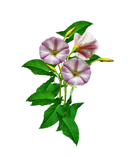 Petunia bloemen geïsoleerd op witte achtergrond — Stockfoto