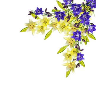 Beyaz arka plan üzerinde izole lily çiçekler. bluebel