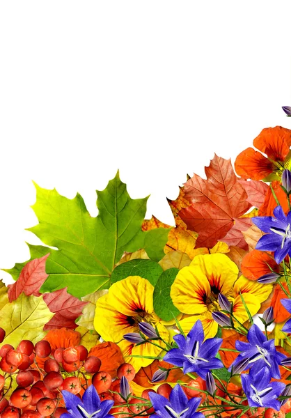 Podzimní listí izolované na bílém pozadí — Stock fotografie