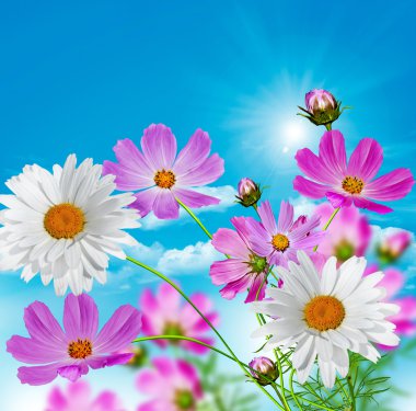 Cosmos çiçek mavi gökyüzü bulutlu bir arka plan üzerinde