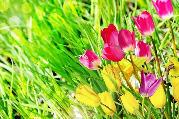 Jarní květiny narcisy a tulipány — Stock fotografie